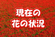 ICON画像