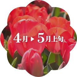 4月〜5月上旬