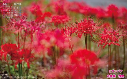 壁紙 年9月の壁紙を作成しました とっとり花回廊