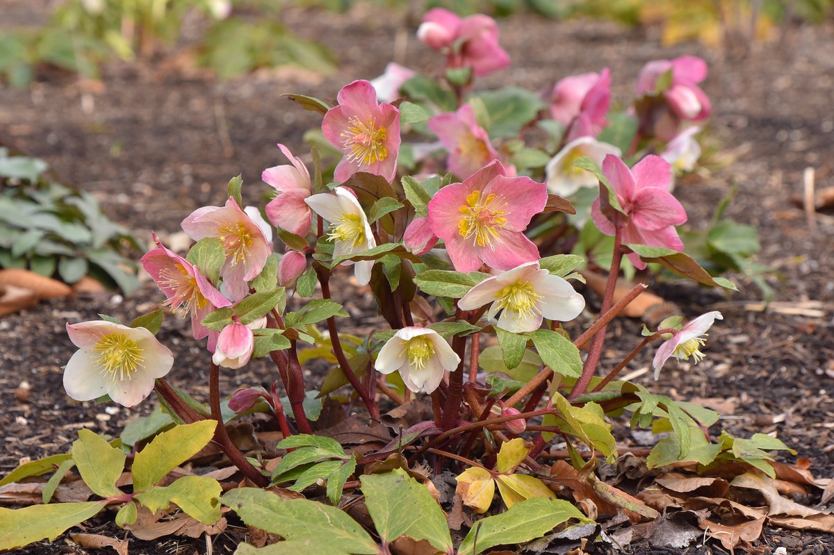 クリスマスローズ