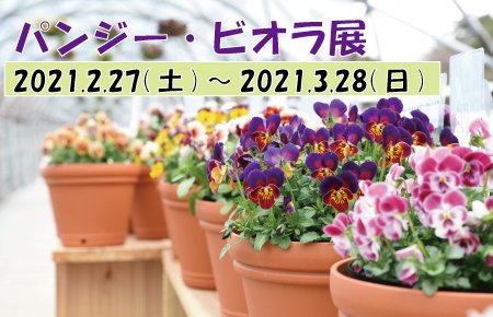 パンジービオラ展