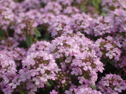 タイムの花アップ