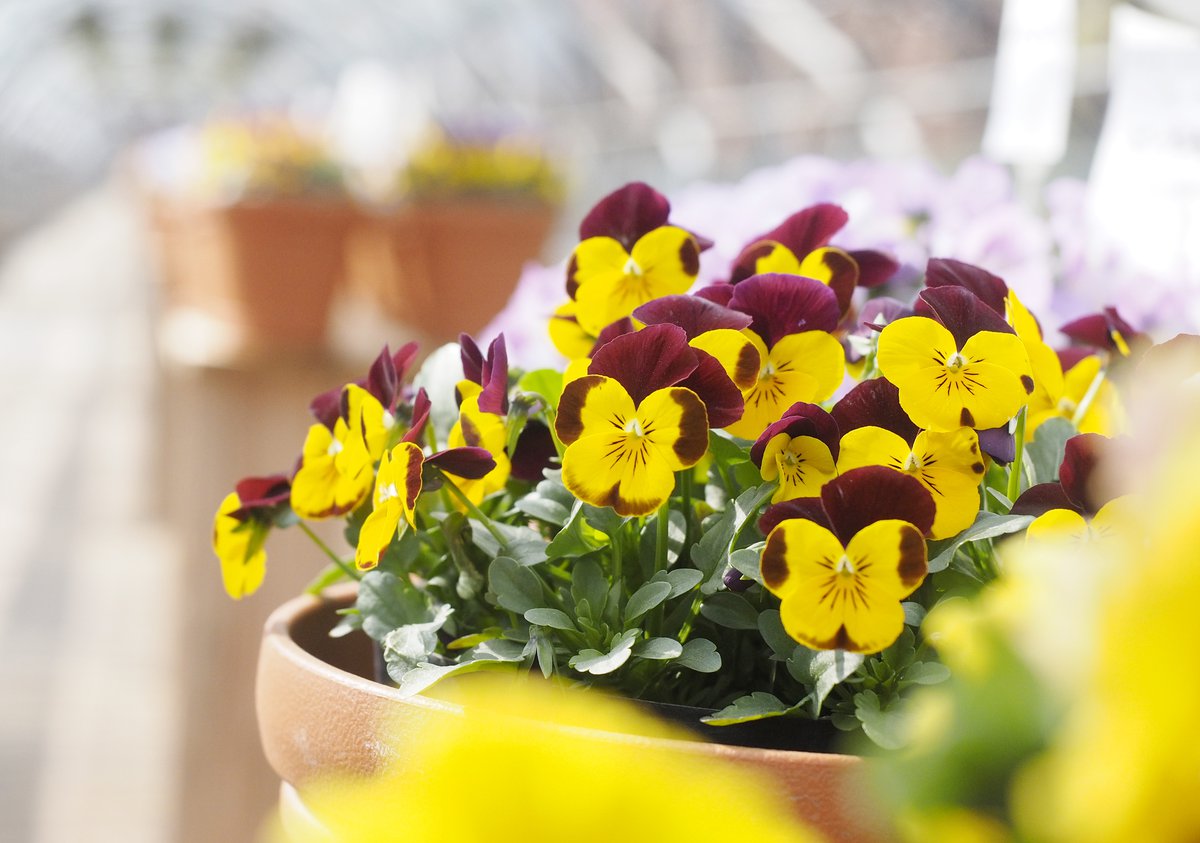 パンジービオラ展