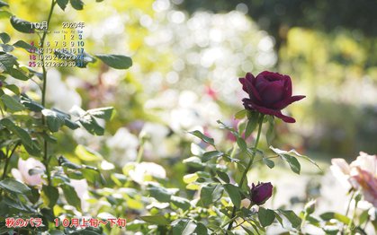 壁紙 年10月の壁紙を作成しました とっとり花回廊