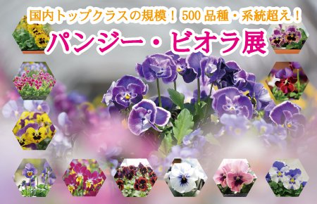 パンジー・ビオラ展