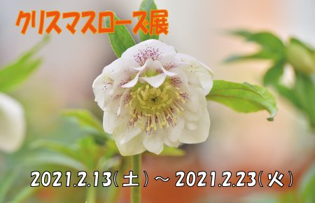 クリスマスローズ展