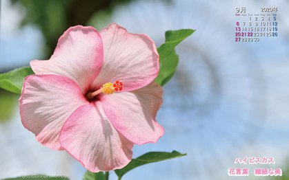 壁紙 年9月の壁紙を作成しました とっとり花回廊