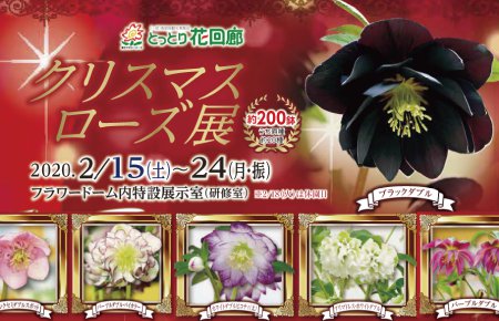 クリスマスローズ展
