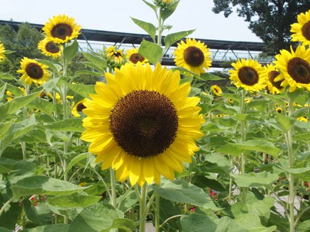 約3 000本の ひまわり迷路 とっとり花回廊