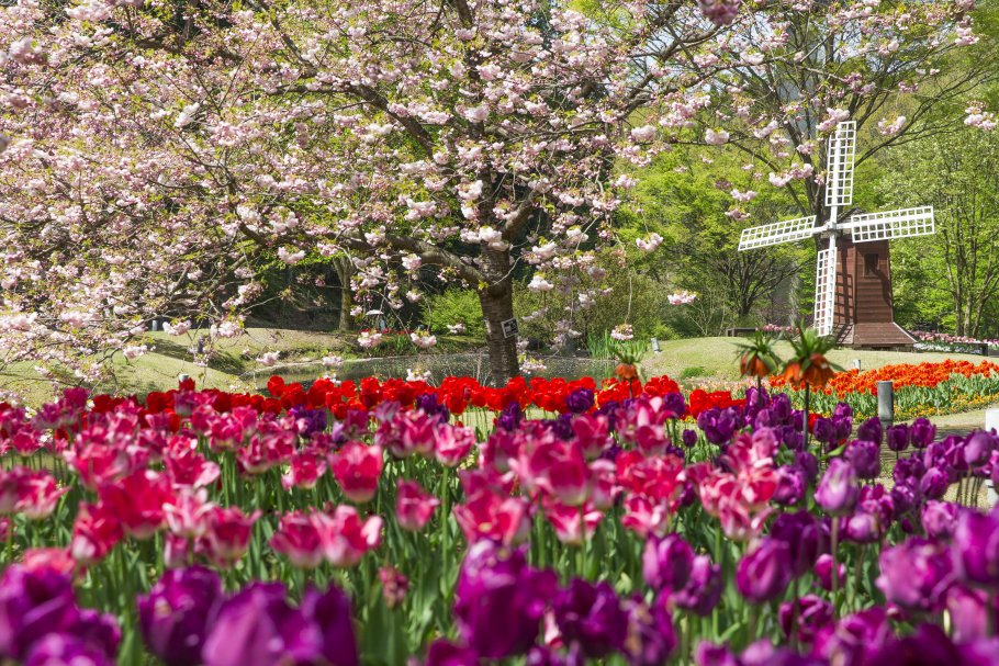 Tottori Prefctural Flower Park