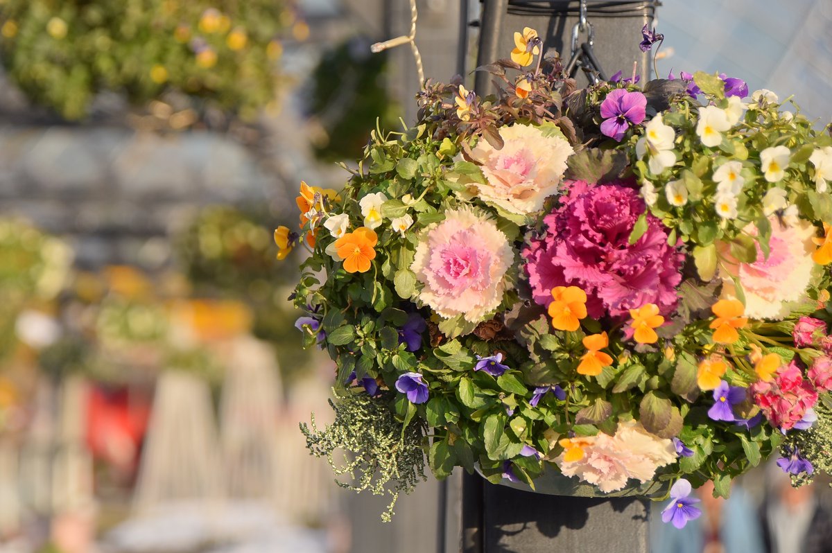 葉ボタンハンギングバスケット