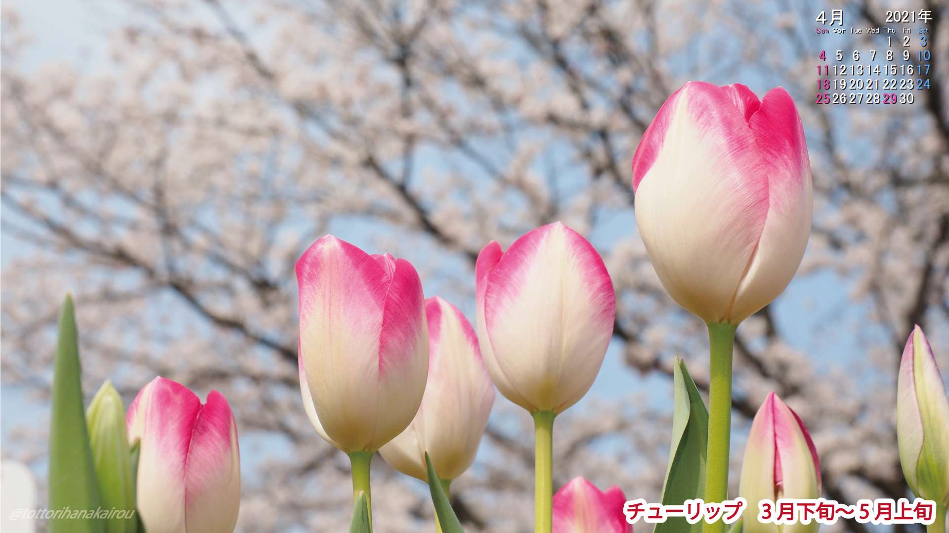壁紙 21年4月の壁紙を作成しました とっとり花回廊 壁紙 21年4月の壁紙を作成しました とっとり花回廊