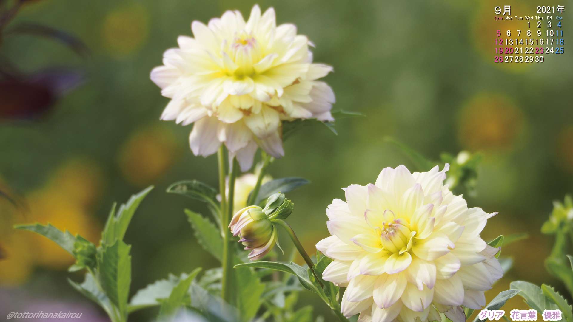 壁紙 21年9月の壁紙を作成しました とっとり花回廊 壁紙 21年9月の壁紙を作成しました とっとり花回廊
