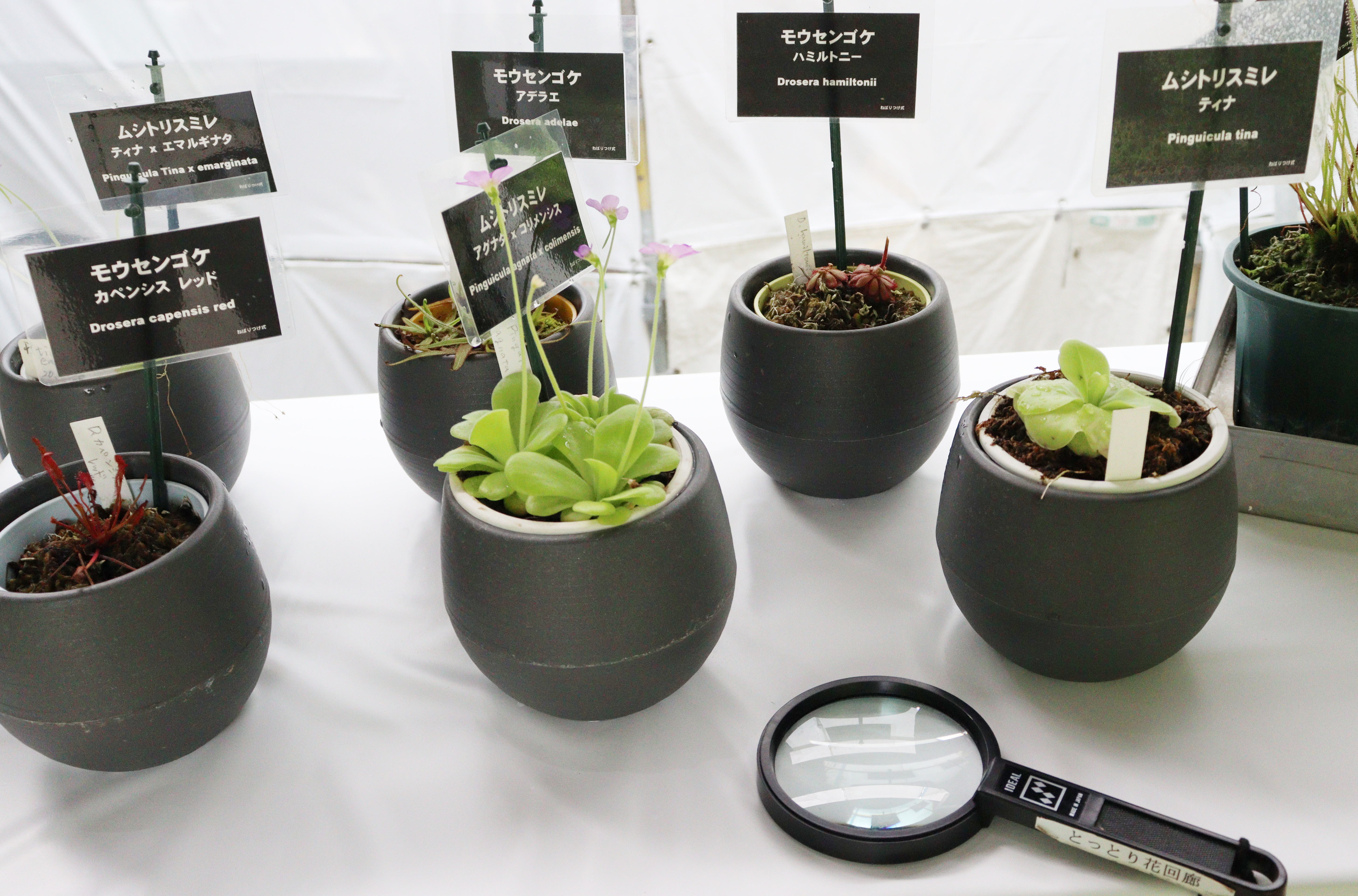 ★食虫植物展・南館7月16日（5）.JPG