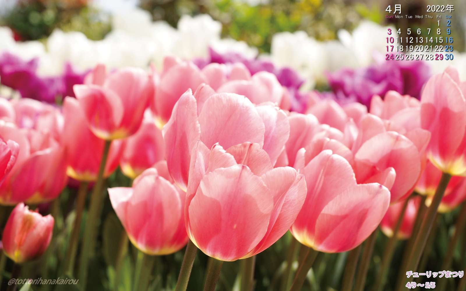 壁紙 22年4月の壁紙を作成しました とっとり花回廊 壁紙 22年4月の壁紙を作成しました とっとり花回廊