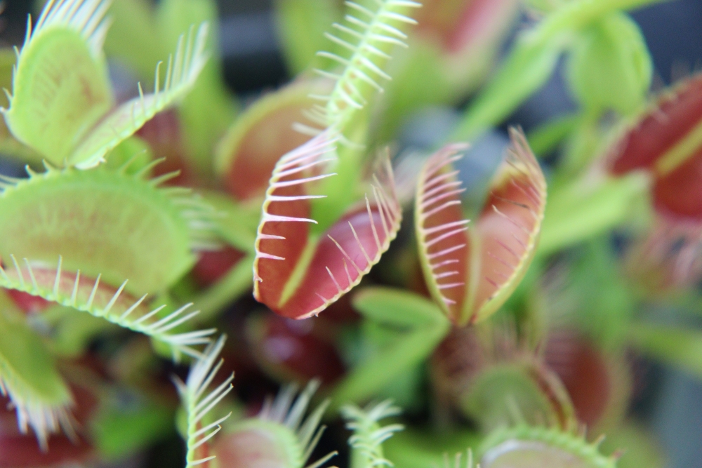 花＊はなオススメ）食虫寄せ植え教室.jpg