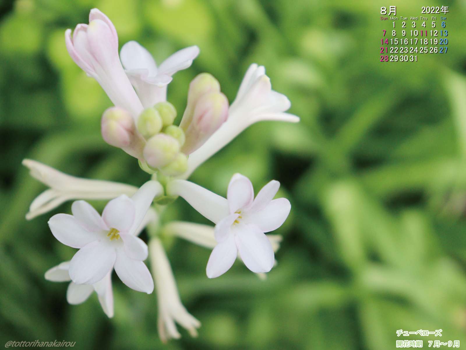 壁紙 22年8月の壁紙を作成しました とっとり花回廊 壁紙 22年8月の壁紙を作成しました とっとり花回廊