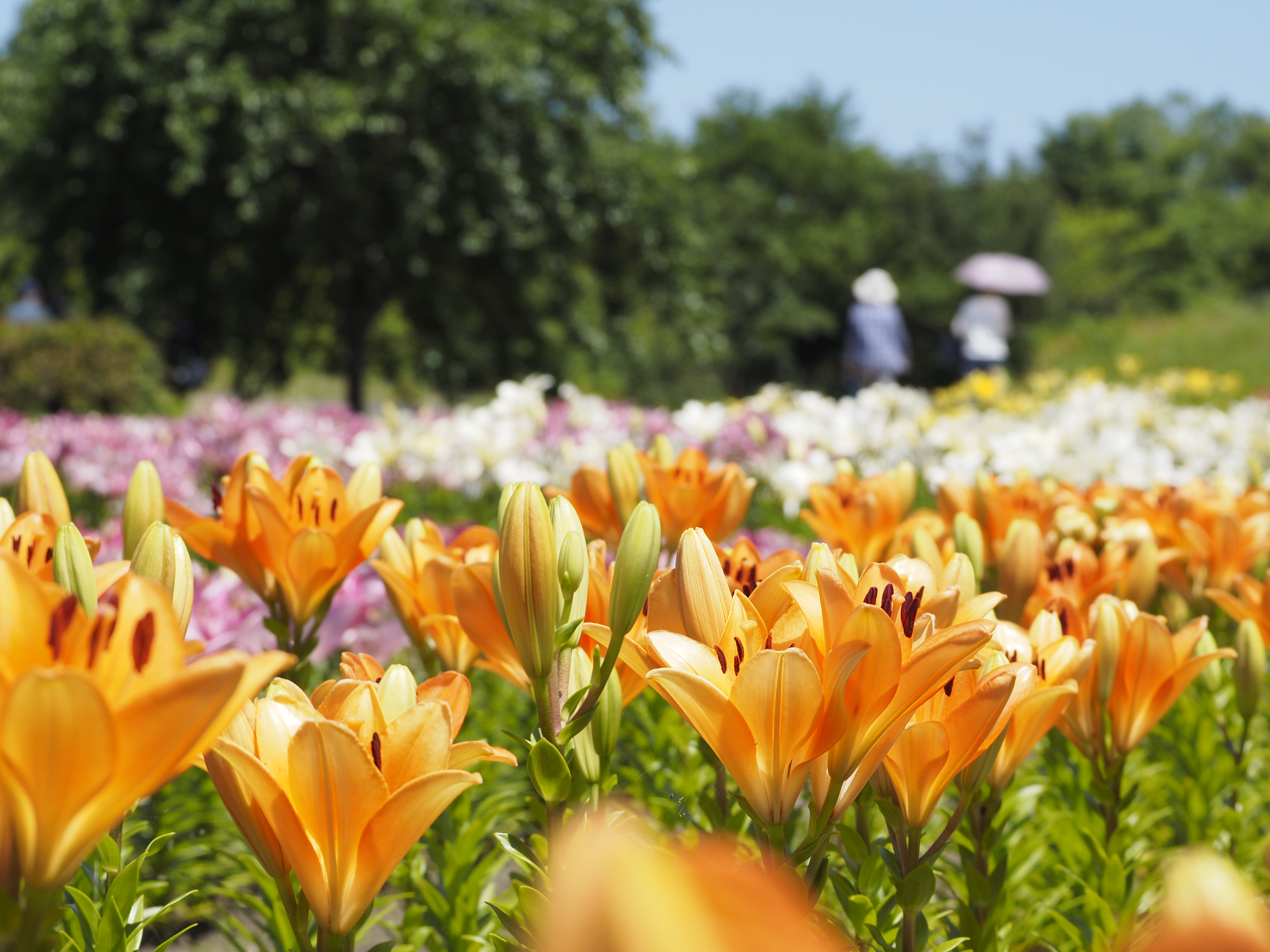 秘密の花園6月22日（17）.JPG