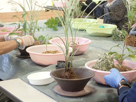 山野草の寄せ植え.JPG