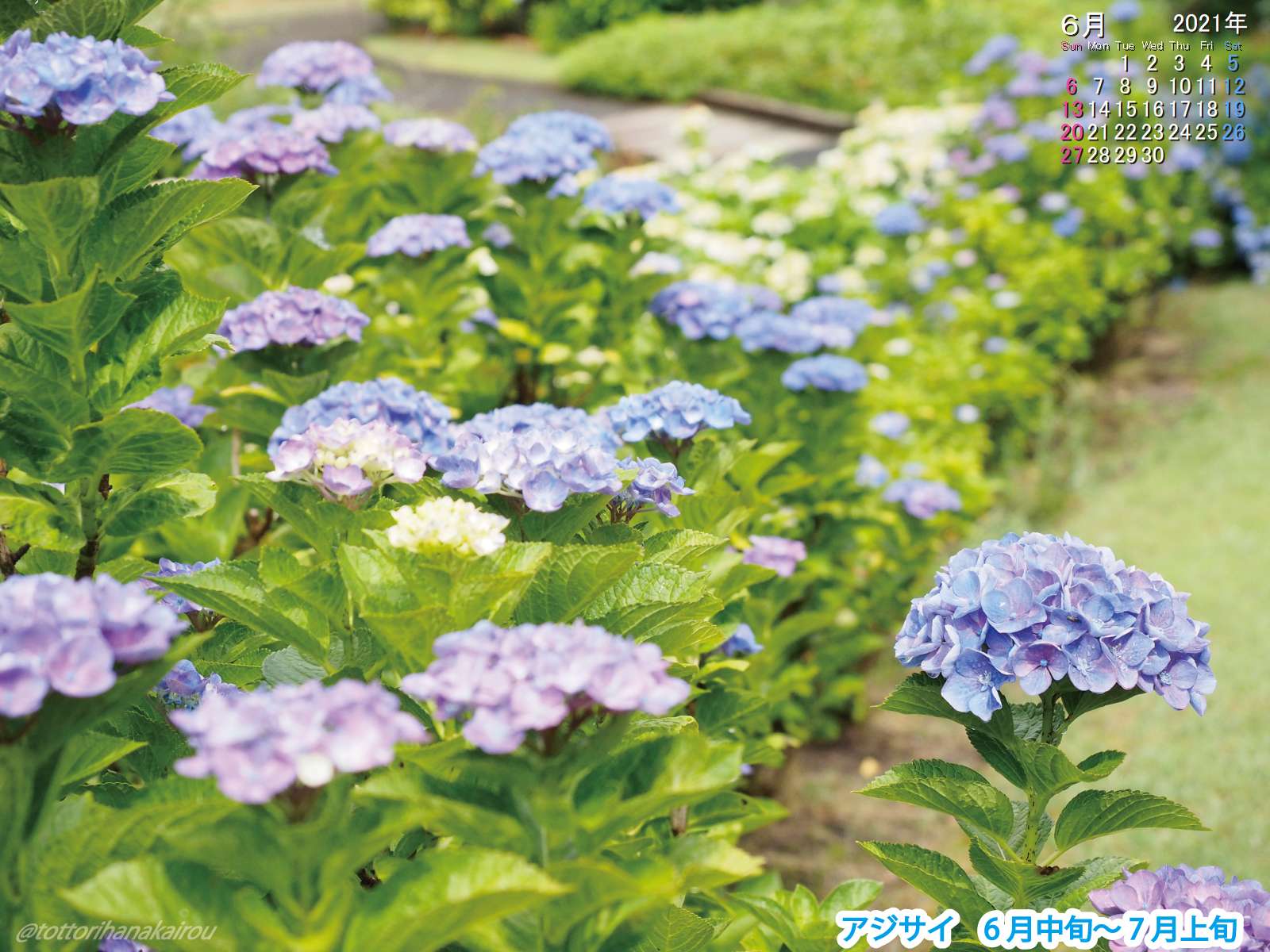 壁紙 21年6月の壁紙を作成しました とっとり花回廊 壁紙 21年6月の壁紙を作成しました とっとり花回廊