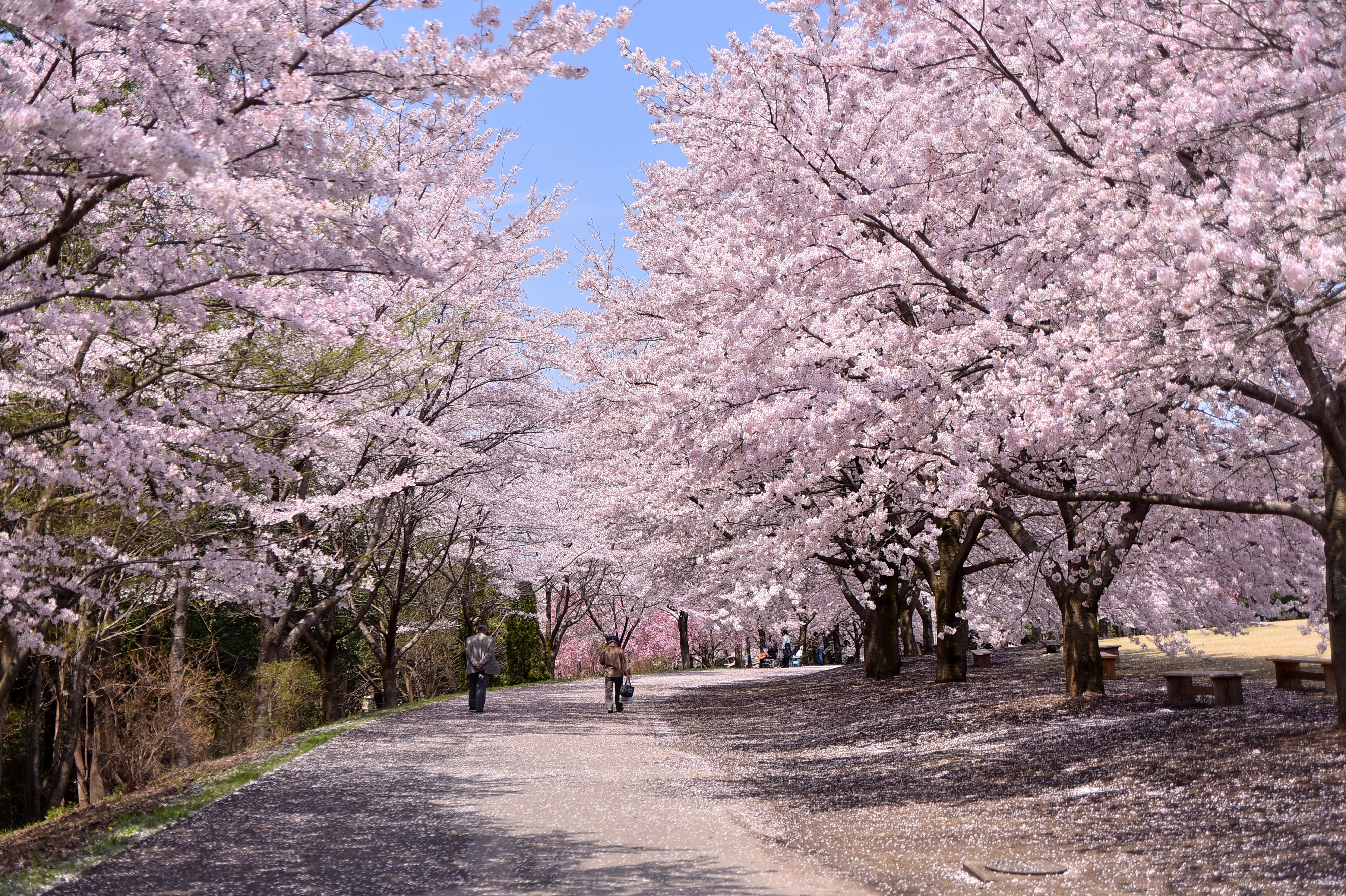 桜（５）.jpg