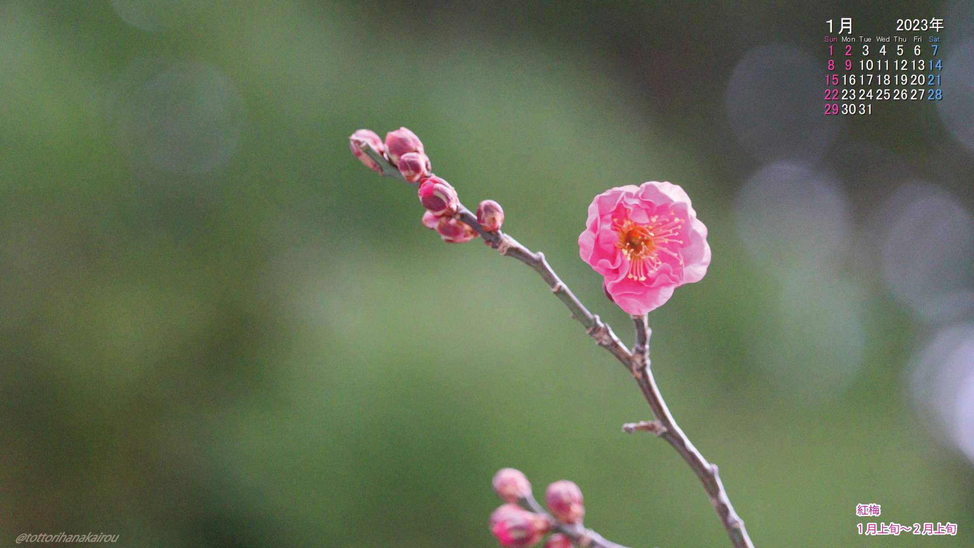 壁紙 23年1月の壁紙を作成しました とっとり花回廊