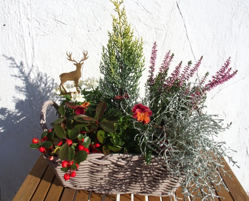 クリスマスの寄せ植えR7.JPG