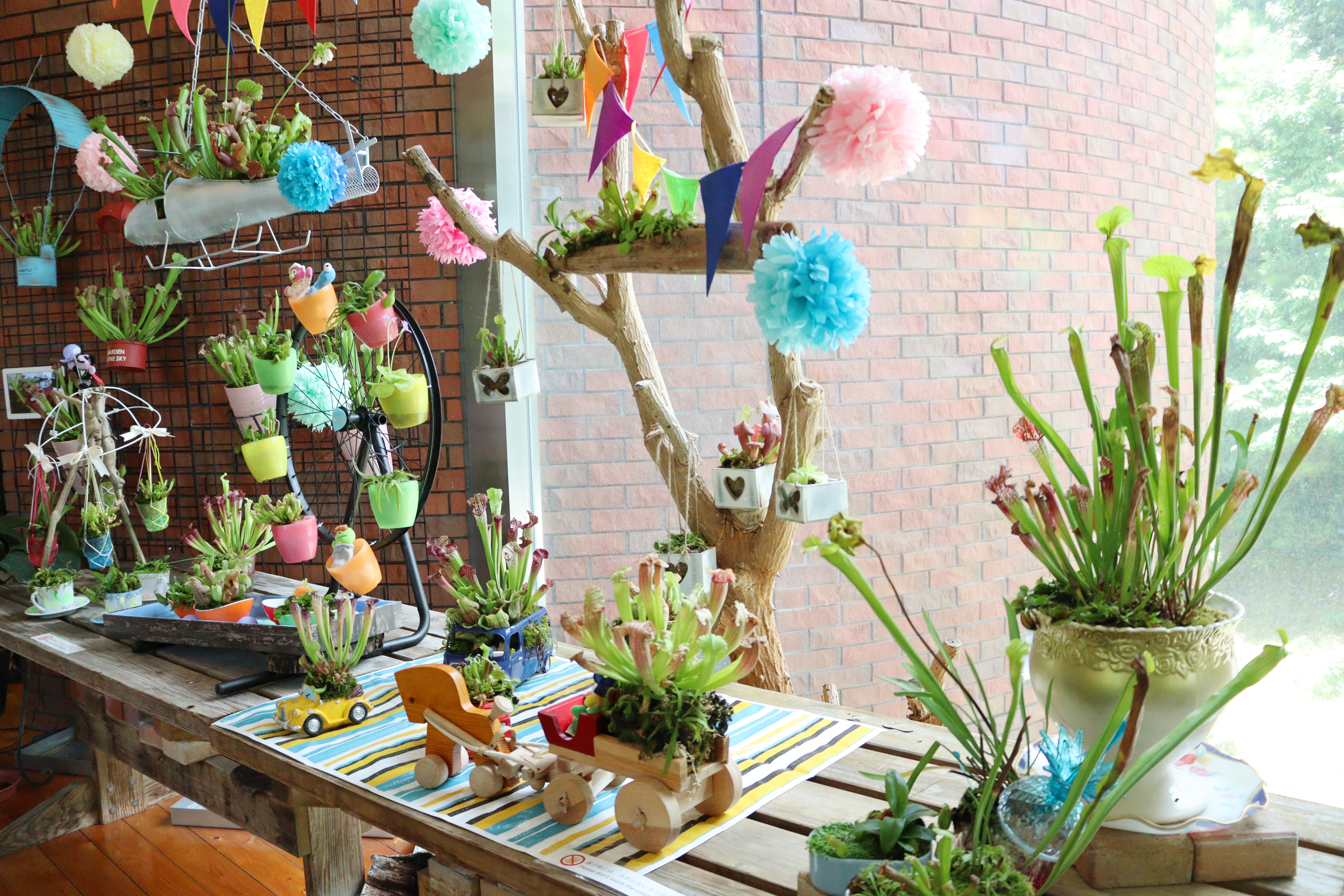 ★食虫植物展・南館8月7日(3).JPG