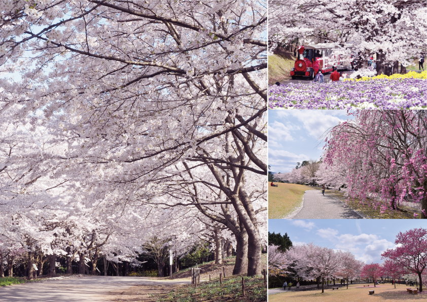 桜の広場