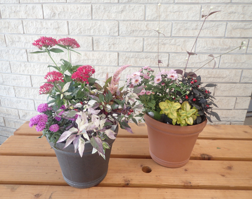 秋の寄せ植え体験 とっとり花回廊 秋の寄せ植え体験 とっとり花回廊