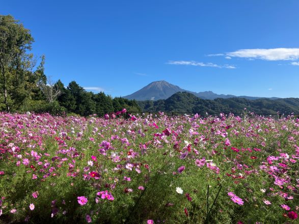 コスモス・秘密の花園.JPG
