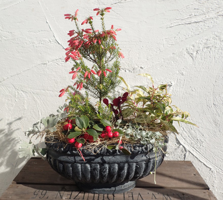 クリスマスの寄せ植えサンプル.JPG