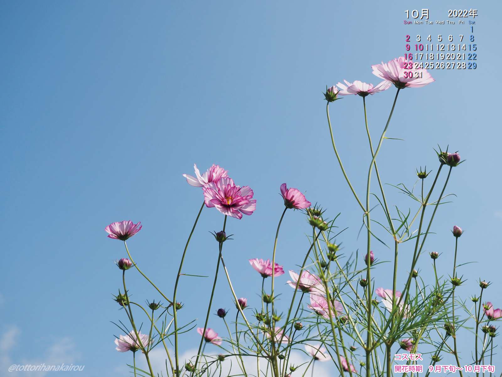 壁紙 22年10月の壁紙を作成しました とっとり花回廊 壁紙 22年10月の壁紙を作成しました とっとり花回廊