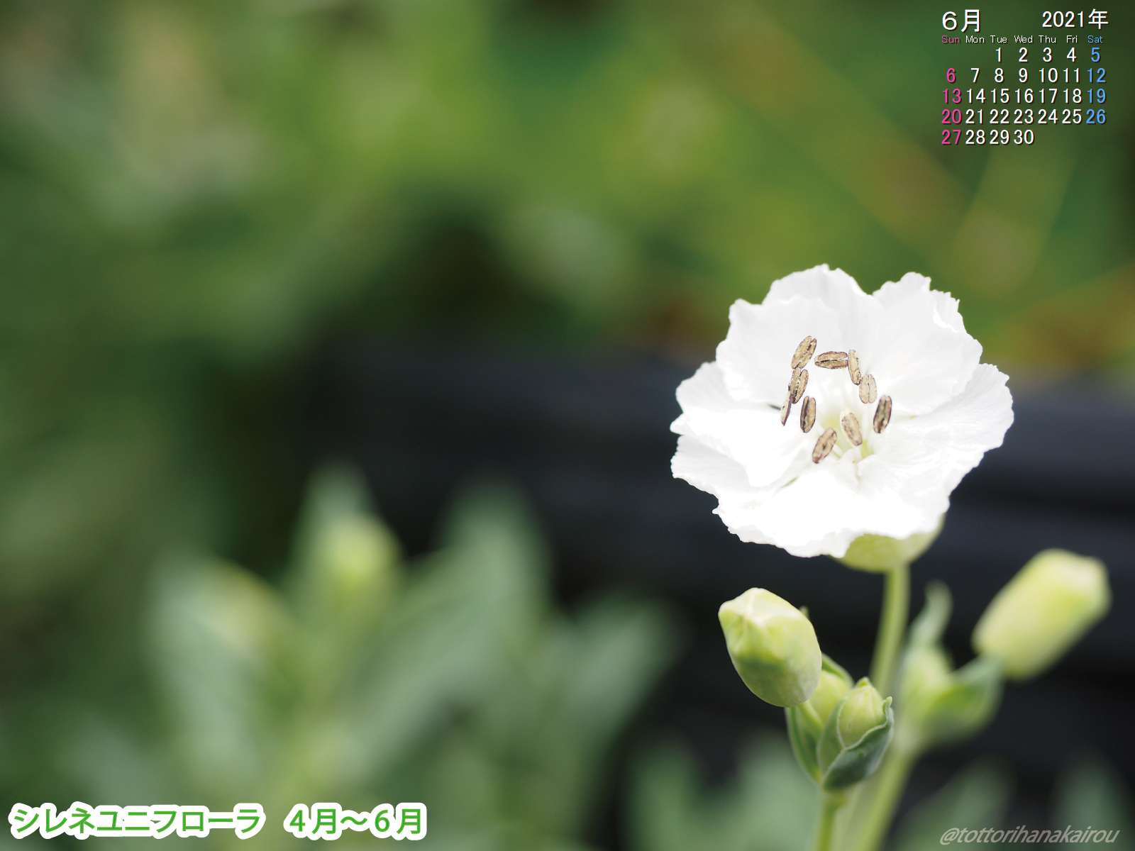 壁紙 21年6月の壁紙を作成しました とっとり花回廊 壁紙 21年6月の壁紙を作成しました とっとり花回廊