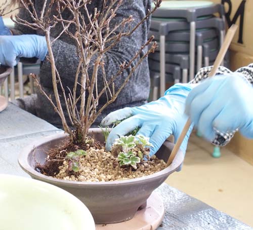 山野草寄せ植え3月.JPG