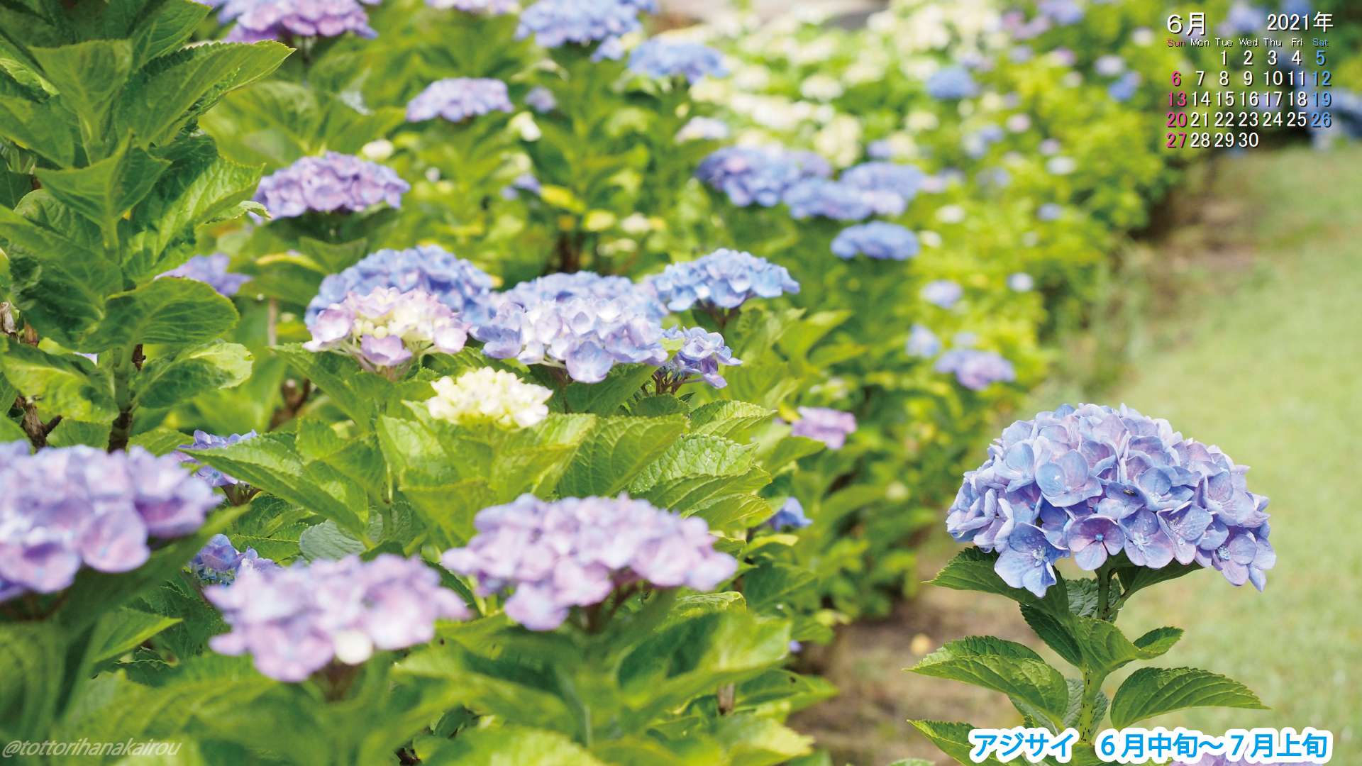 壁紙 21年6月の壁紙を作成しました とっとり花回廊 壁紙 21年6月の壁紙を作成しました とっとり花回廊