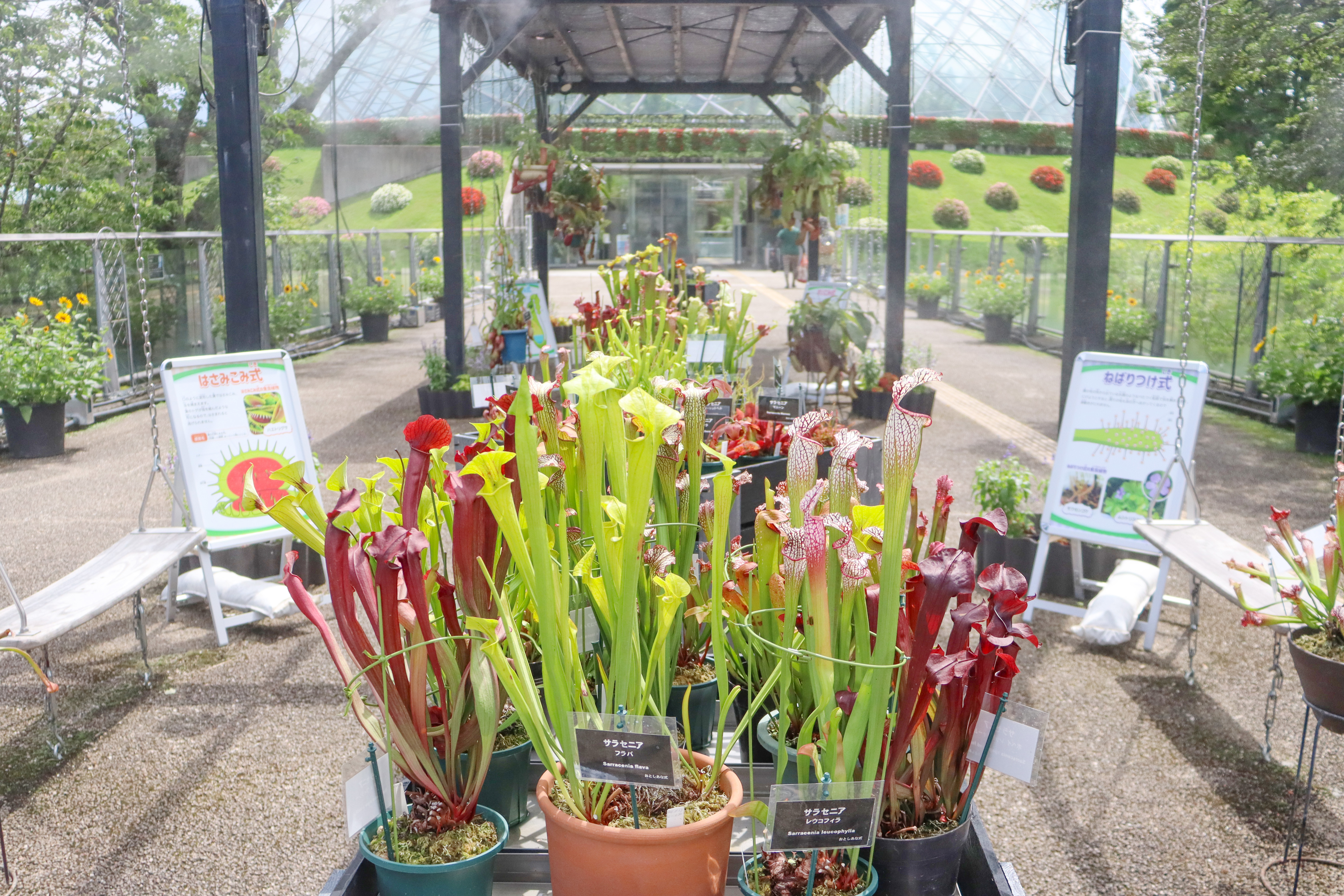 ★★★食虫植物展・プロムナード7月15日(10).JPG