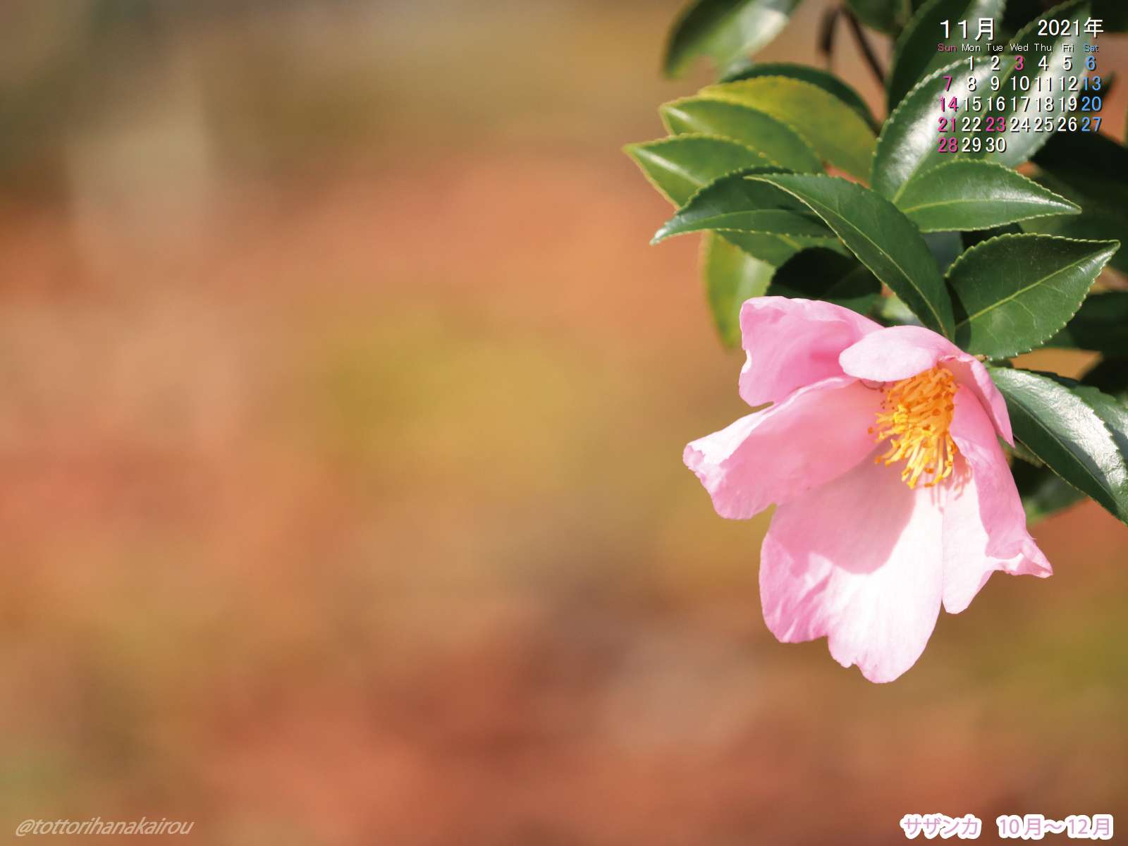 壁紙 21年11月の壁紙を作成しました とっとり花回廊