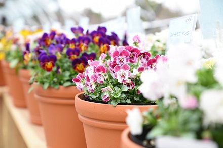 花夢園芸 提供 個人育種家作出ビオラ苗をプレゼント とっとり花回廊 花夢園芸 提供 個人育種家作出ビオラ苗をプレゼント とっとり花回廊