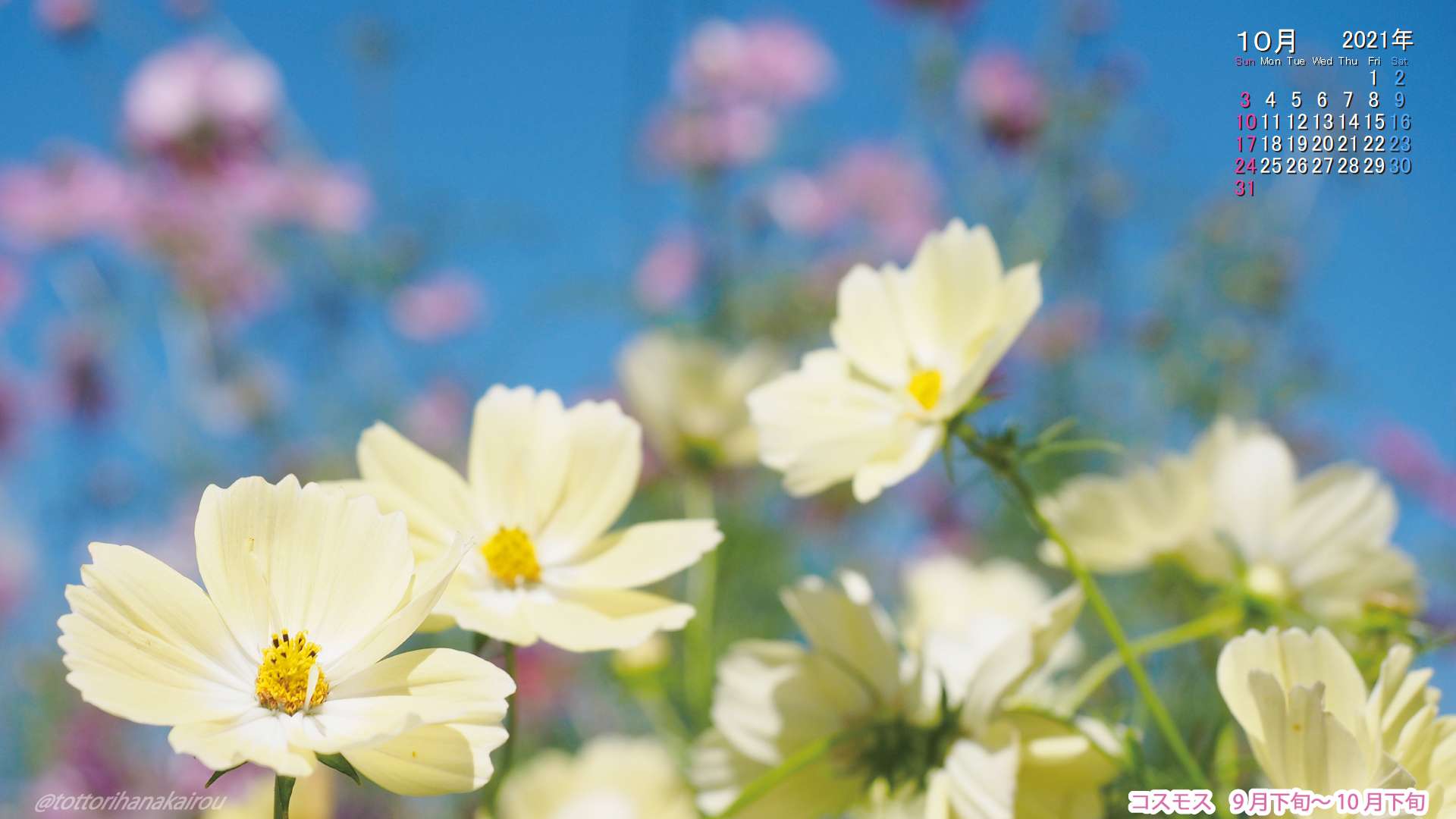 壁紙 21年10月の壁紙を作成しました とっとり花回廊