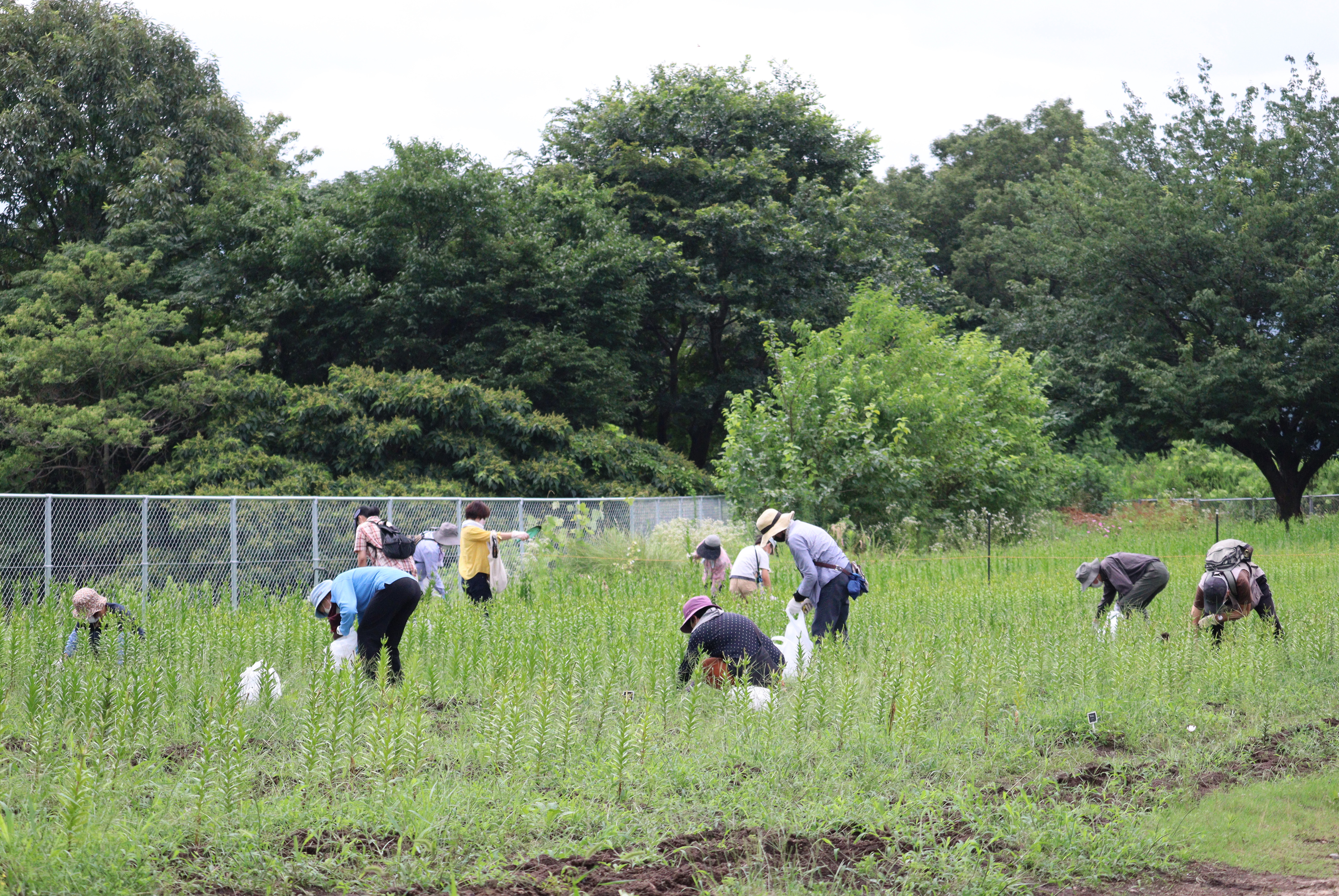 ユリの抜き取り体験・秘密の花園7月16日（8）.JPG