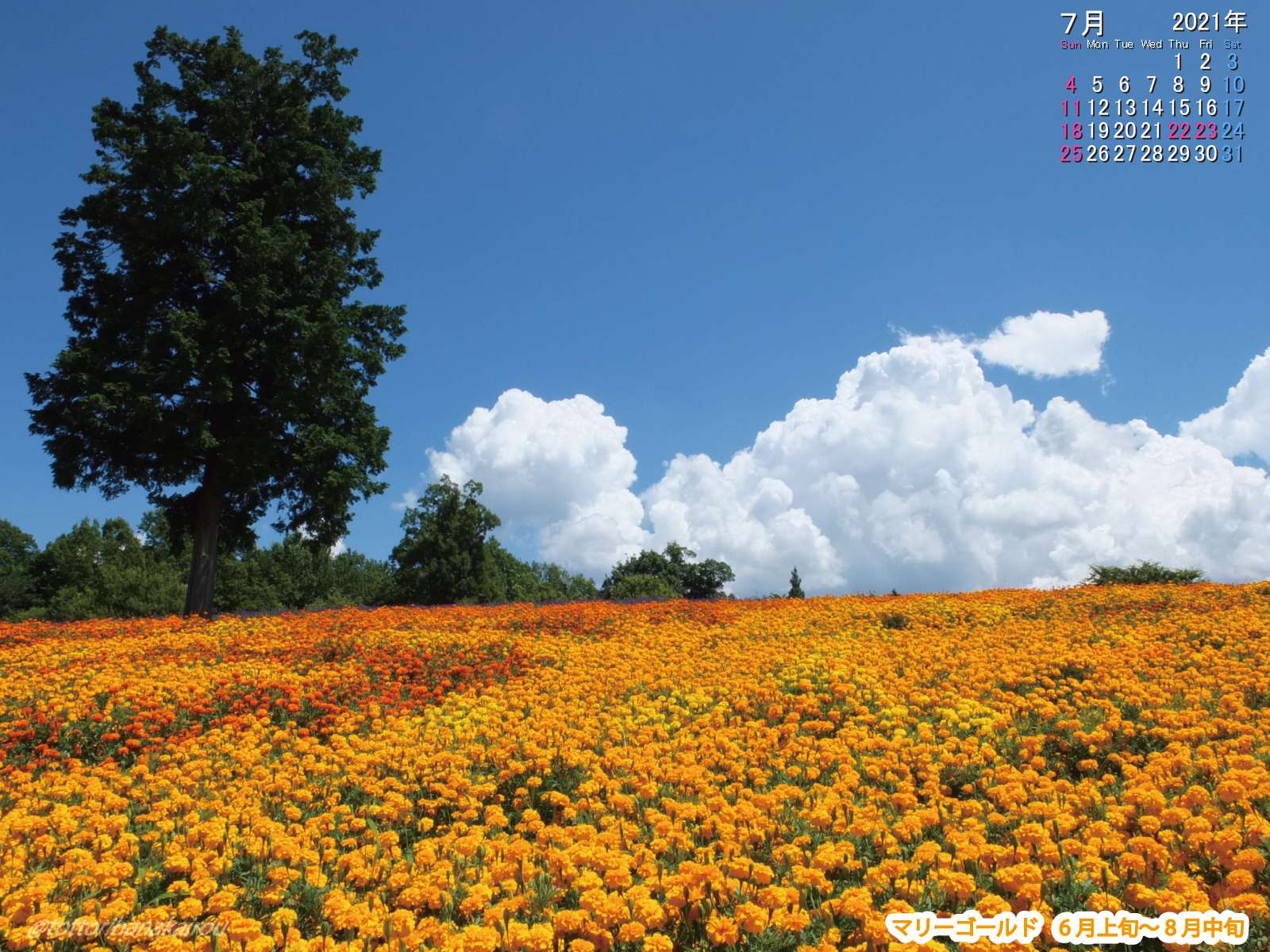 壁紙 21年7月の壁紙を作成しました とっとり花回廊 壁紙 21年7月の壁紙を作成しました とっとり花回廊