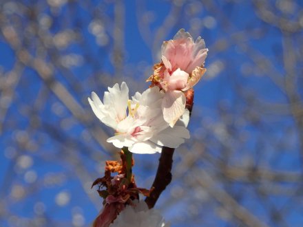 2023.12.6 (コブクザクラめしべ2本219).jpg