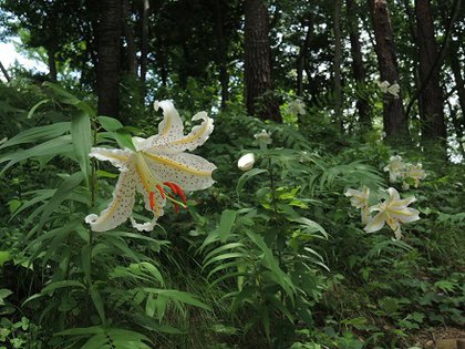 ヤマユリ