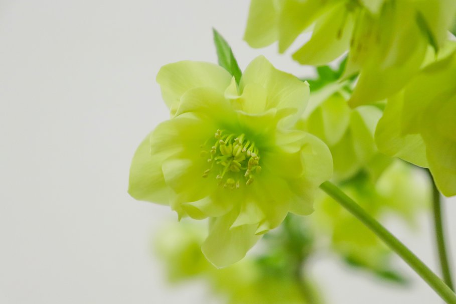 プチドール イエローダブル