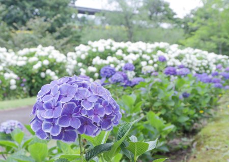 アジサイ開花状況（6/27更新） | とっとり花回廊