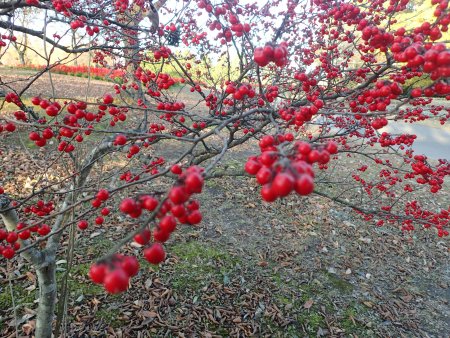 2025.11.30 (木の実14) (ウメモドキ2).JPG