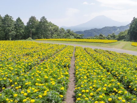 マリーゴルド・花の丘7月5日（22）.JPG