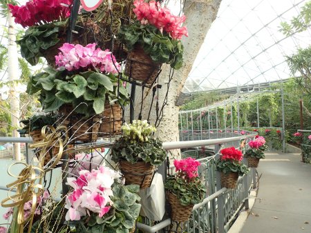 2025.12.28 (フラワードーム) (シクラメン6).JPG