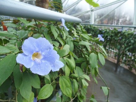 南館）ベンガルヤハズカズラ2026.3.13 (2).JPG